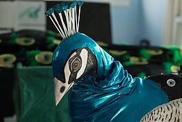 Lindsay McCaw designed and created a peacock puppet for the Carrie Morris Art Production collaboration with the Detroit Zoo. 
