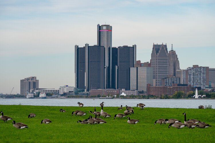There's no shortage of geese at Belle Isle.