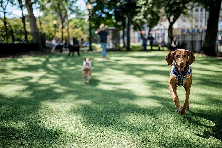 The Downtown Detroit Partnership aims to bring an off-leash dog park to Capitol Park in downtown Detroit.