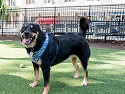 The Downtown Detroit Partnership aims to bring an off-leash dog park to Capitol Park in downtown Detroit.