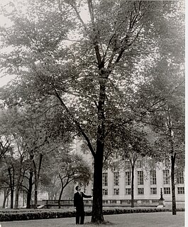 View of a man looking at an elm tree on the grounds of the Main Library, Detroit Public Library. 