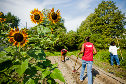 Volunteer Wednesday at Earth Works Urban Farm