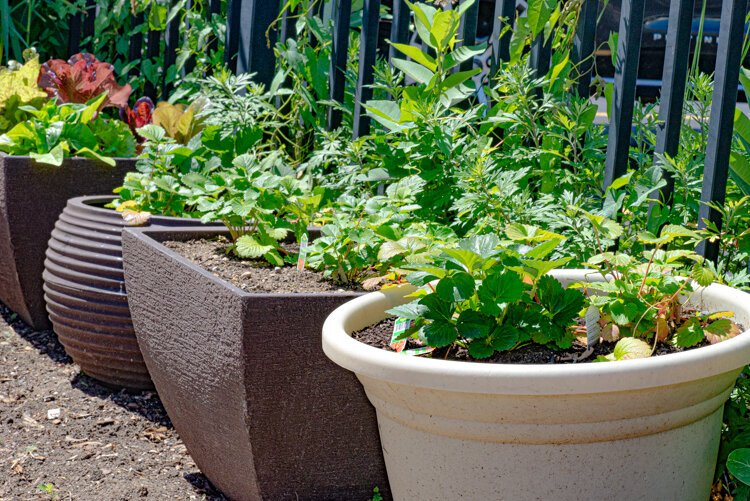 Planters at the downtown YWCA where children planted their own strawberries and lettuces donated by the Valley Hub, with locally-sourced compost from The Bike Farm.