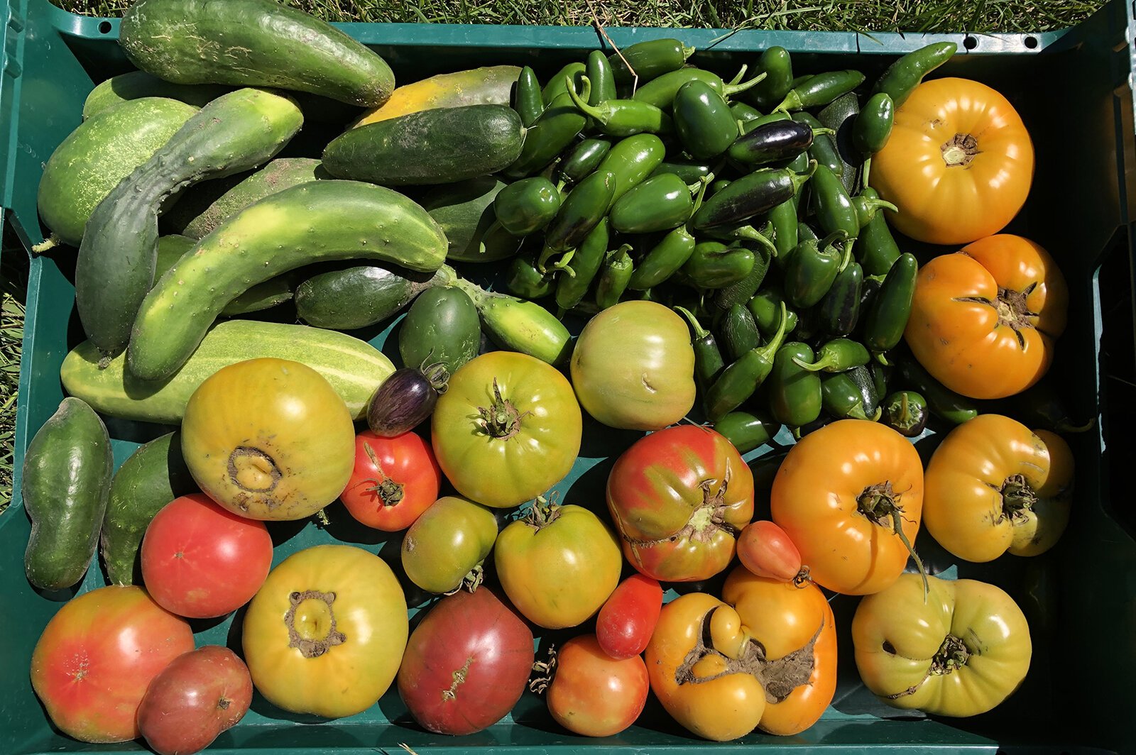 Produce from the Buckley Community Garden.