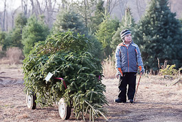 Peacock Farms