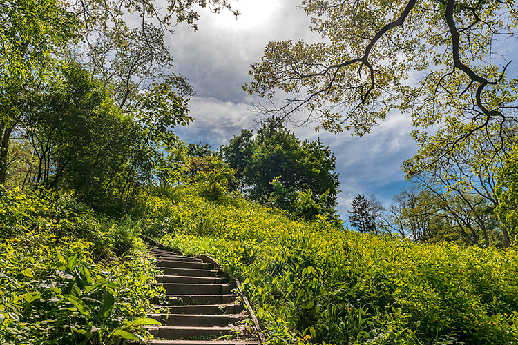 Nichols Arboretum.