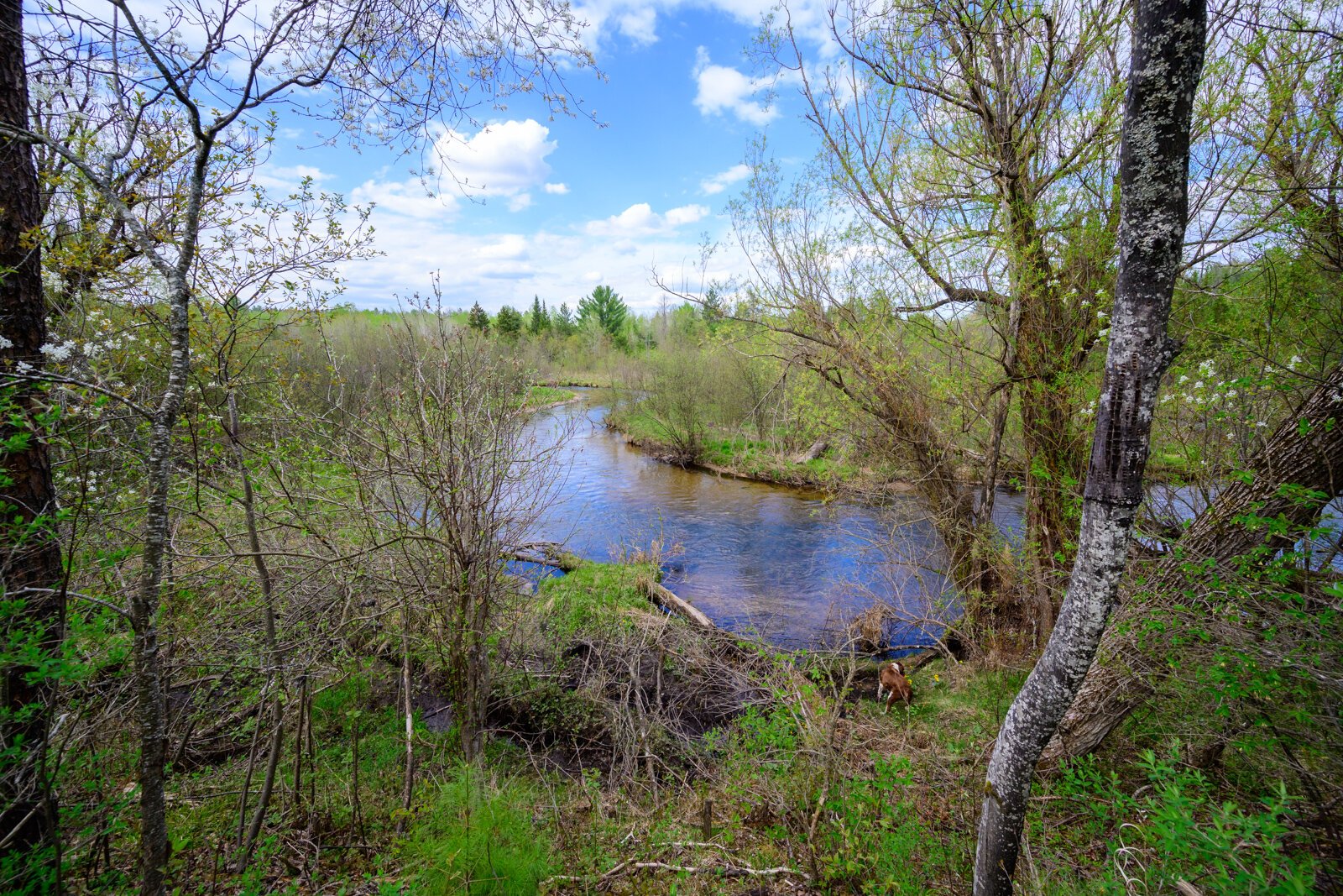 'The Big Wild' A brief history of Michigan’s Pigeon River Country