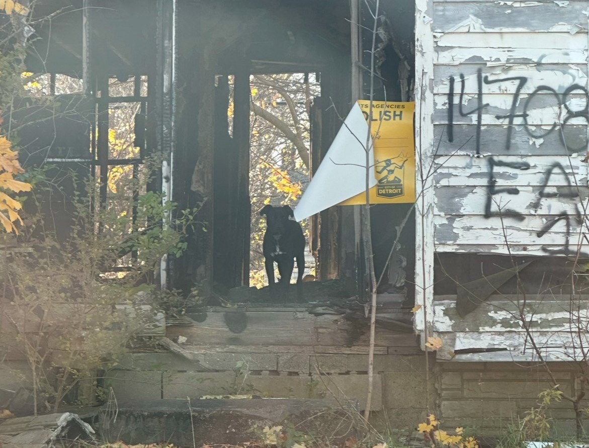 Abandoned homes provide some shelter but can be dangerous for stray dogs